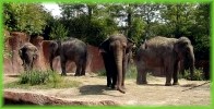 Saint Louis Zoo