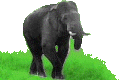 Asian elephant