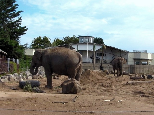 Photo 29: Elephant exhibit - Copyright © 08/2011 by Steven Wilcock