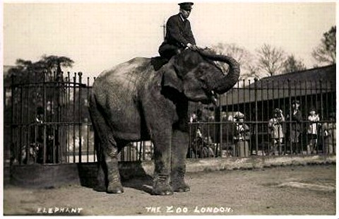 Elephant Exhibit In The 1920s 