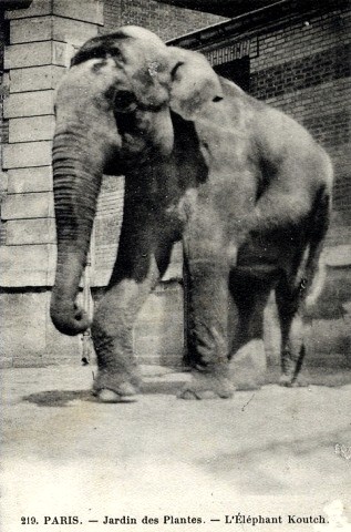 chromo Breton �picerie Paris Jardin des plantes Zoo Elephant Bataille Card 1875' 