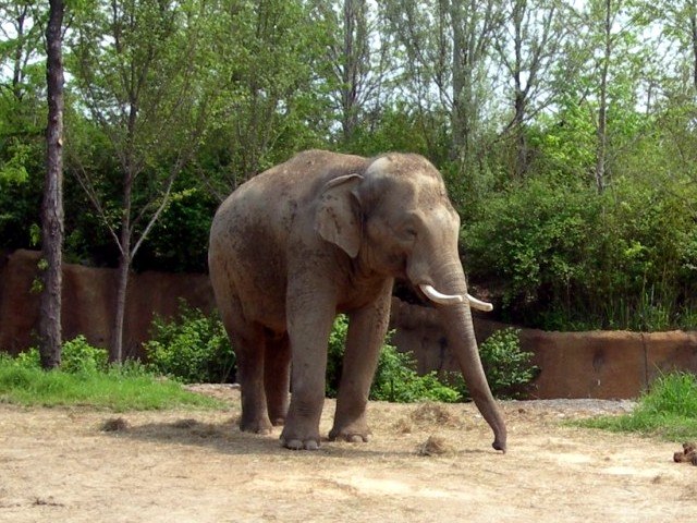 Photo 45: Raja, male elephant - Copyright © 05/2007 by Victoria Coppard