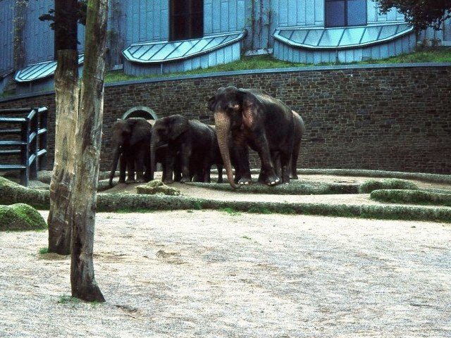 Photo 31 Siwa and African elephants Copyright © 09/1998 by Carsten Horn